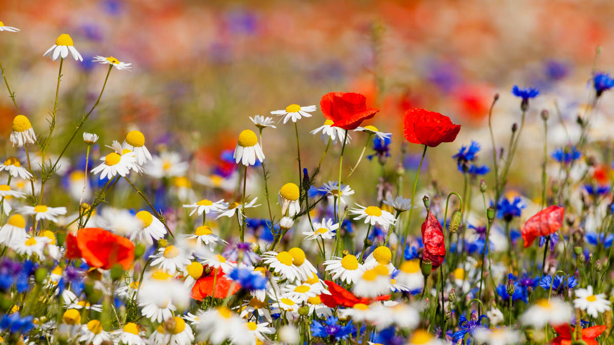 Debatt om Sveafastigheters LCA-studie: Går det att mäta biologisk mångfald i byggmaterial? IVL:s metod ifrågasätts av Svenskt Trä.