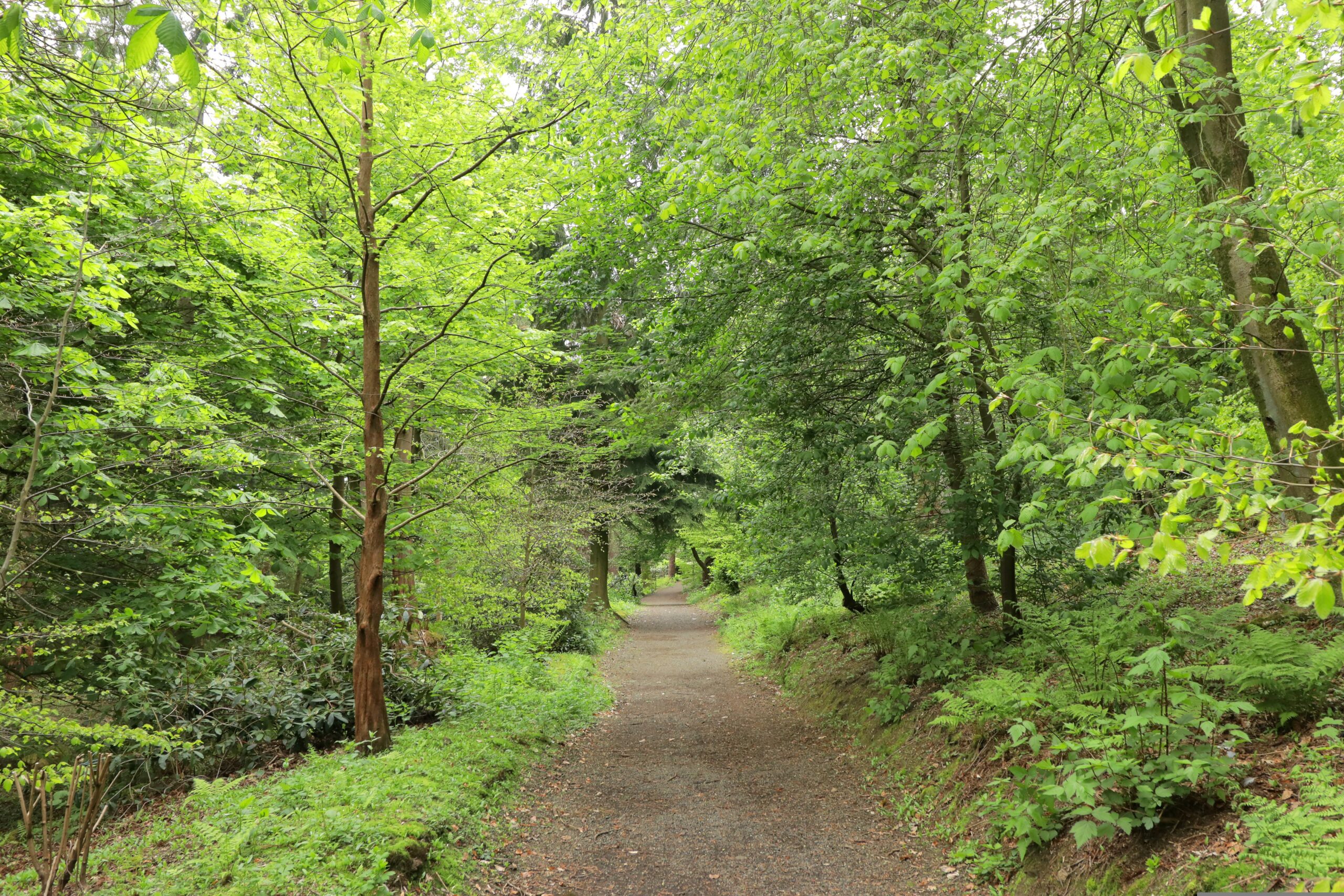 Skogen fungerar som en kolsänka när den tar upp mer koldioxid än den släpper ut. Kolet som finns bundet i träden och marken utgör ett kollager. (Foto: Pixabay)