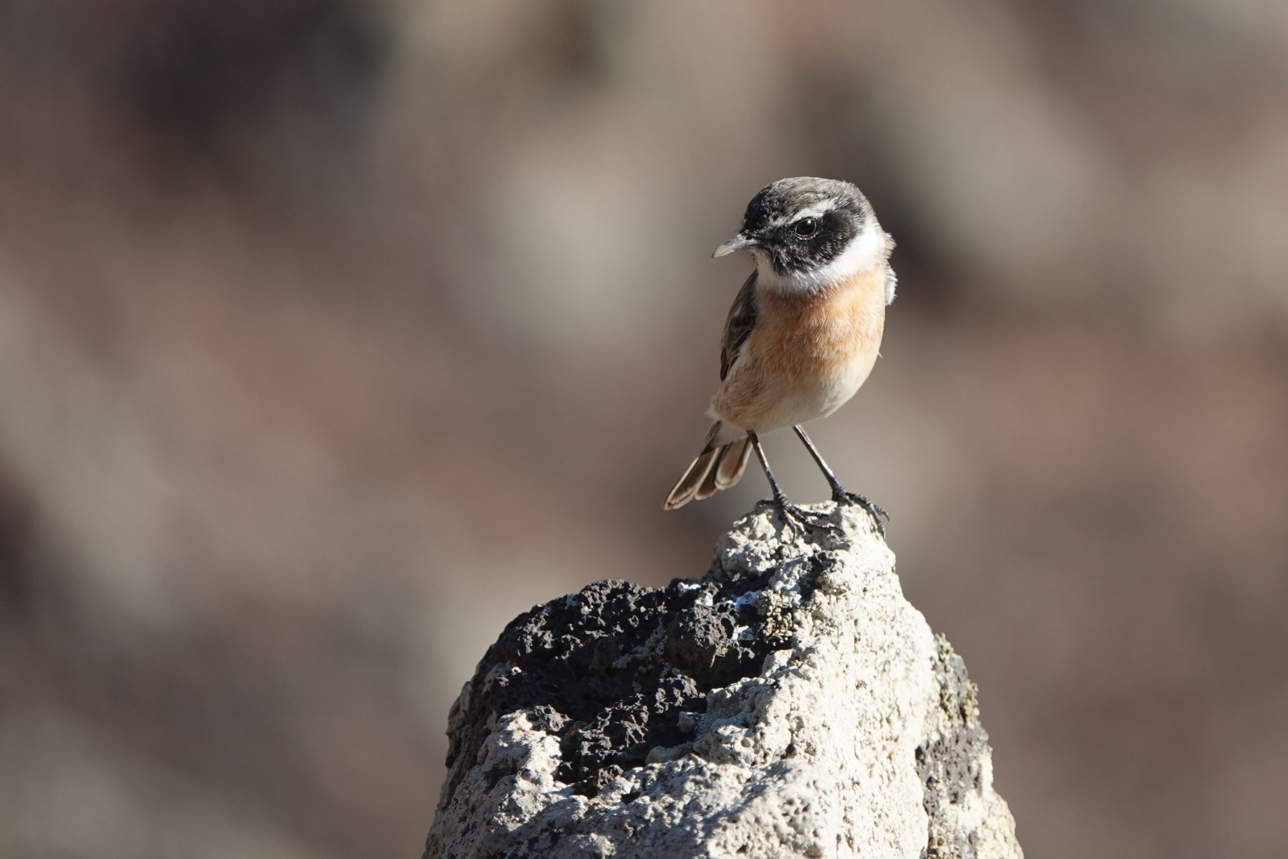 Även det som grävs bort kan bidra till byggbranschens klimatomställning när schaktmassor blir råvara på nytt. (Foto: Pixabay)