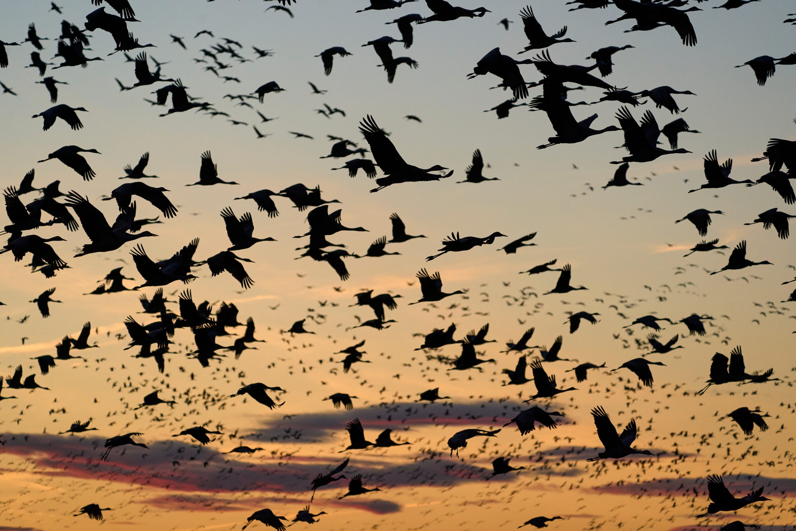 Vad säger en flock fåglar om naturens tillstånd? Bara en del av historien. Även ett område som påverkats kraftigt av människan kan vara en viktig livsmiljö för hotade arter. Nu visar en ny studie från Lunds universitet varför biologisk mångfald behöver mätas på flera sätt. (Foto: Pixabay)